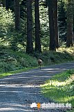 Vogtland Panorama Weg - 09